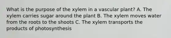 What is the purpose of the xylem in a vascular plant? A. The xylem carries sugar around the plant B. The xylem moves water from the roots to the shoots C. The xylem transports the products of photosynthesis