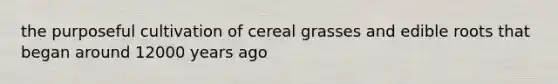 the purposeful cultivation of cereal grasses and edible roots that began around 12000 years ago