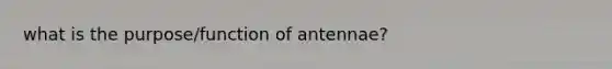 what is the purpose/function of antennae?