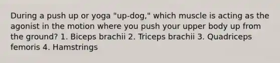 During a push up or yoga "up-dog," which muscle is acting as the agonist in the motion where you push your upper body up from the ground? 1. Biceps brachii 2. Triceps brachii 3. Quadriceps femoris 4. Hamstrings