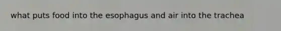 what puts food into the esophagus and air into the trachea