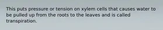 This puts pressure or tension on xylem cells that causes water to be pulled up from the roots to the leaves and is called transpiration.