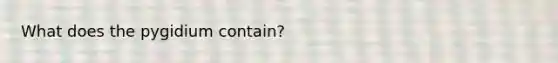 What does the pygidium contain?