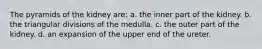 The pyramids of the kidney are: a. the inner part of the kidney. b. the triangular divisions of the medulla. c. the outer part of the kidney. d. an expansion of the upper end of the ureter.