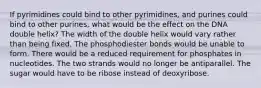 If pyrimidines could bind to other pyrimidines, and purines could bind to other purines, what would be the effect on the DNA double helix? The width of the double helix would vary rather than being fixed. The phosphodiester bonds would be unable to form. There would be a reduced requirement for phosphates in nucleotides. The two strands would no longer be antiparallel. The sugar would have to be ribose instead of deoxyribose.