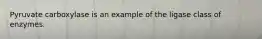 Pyruvate carboxylase is an example of the ligase class of enzymes.