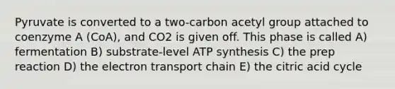 Pyruvate is converted to a two-carbon acetyl group attached to coenzyme A (CoA), and CO2 is given off. This phase is called A) fermentation B) substrate-level ATP synthesis C) the prep reaction D) the electron transport chain E) the citric acid cycle