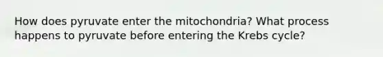 How does pyruvate enter the mitochondria? What process happens to pyruvate before entering the <a href='https://www.questionai.com/knowledge/kqfW58SNl2-krebs-cycle' class='anchor-knowledge'>krebs cycle</a>?