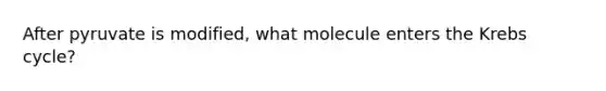 After pyruvate is modified, what molecule enters the Krebs cycle?