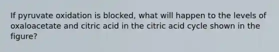 If pyruvate oxidation is blocked, what will happen to the levels of oxaloacetate and citric acid in the citric acid cycle shown in the figure?