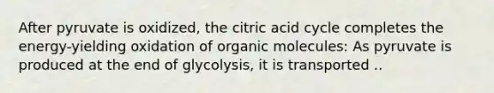 After pyruvate is oxidized, the citric acid cycle completes the energy-yielding oxidation of organic molecules: As pyruvate is produced at the end of glycolysis, it is transported ..