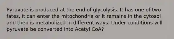 Pyruvate is produced at the end of glycolysis. It has one of two fates, it can enter the mitochondria or it remains in the cytosol and then is metabolized in different ways. Under conditions will pyruvate be converted into Acetyl CoA?