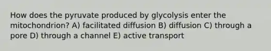 How does the pyruvate produced by glycolysis enter the mitochondrion? A) facilitated diffusion B) diffusion C) through a pore D) through a channel E) active transport