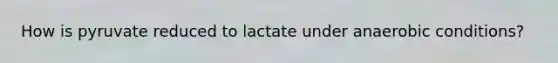 How is pyruvate reduced to lactate under anaerobic conditions?