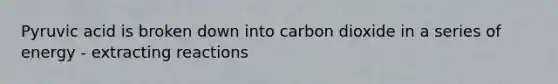 Pyruvic acid is broken down into carbon dioxide in a series of energy - extracting reactions