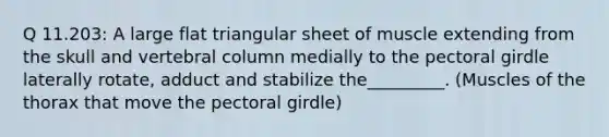 Q 11.203: A large flat triangular sheet of muscle extending from the skull and vertebral column medially to the pectoral girdle laterally rotate, adduct and stabilize the_________. (Muscles of the thorax that move the pectoral girdle)