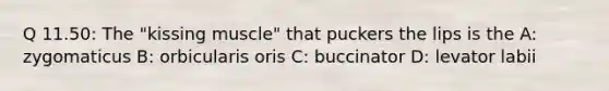 Q 11.50: The "kissing muscle" that puckers the lips is the A: zygomaticus B: orbicularis oris C: buccinator D: levator labii