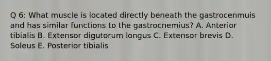 Q 6: What muscle is located directly beneath the gastrocenmuis and has similar functions to the gastrocnemius? A. Anterior tibialis B. Extensor digutorum longus C. Extensor brevis D. Soleus E. Posterior tibialis