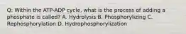 Q: Within the ATP-ADP cycle, what is the process of adding a phosphate is called? A. Hydrolysis B. Phosphorylizing C. Rephosphorylation D. Hydrophosphorylization