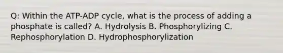 Q: Within the ATP-ADP cycle, what is the process of adding a phosphate is called? A. Hydrolysis B. Phosphorylizing C. Rephosphorylation D. Hydrophosphorylization