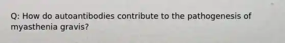 Q: How do autoantibodies contribute to the pathogenesis of myasthenia gravis?