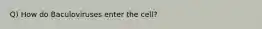 Q) How do Baculoviruses enter the cell?