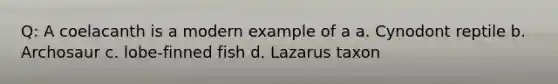 Q: A coelacanth is a modern example of a a. Cynodont reptile b. Archosaur c. lobe-finned fish d. Lazarus taxon