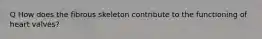 Q How does the fibrous skeleton contribute to the functioning of heart valves?