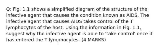 Q: Fig. 1.1 shows a simplified diagram of the structure of the infective agent that causes the condition known as AIDS. The infective agent that causes AIDS takes control of the T lymphocytes of the host. Using the information in Fig. 1.1, suggest why the infective agent is able to 'take control' once it has entered the T lymphocytes. (4 MARKS)