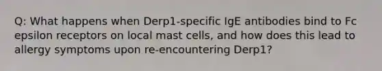 Q: What happens when Derp1-specific IgE antibodies bind to Fc epsilon receptors on local mast cells, and how does this lead to allergy symptoms upon re-encountering Derp1?