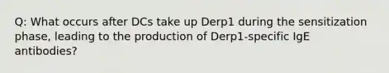 Q: What occurs after DCs take up Derp1 during the sensitization phase, leading to the production of Derp1-specific IgE antibodies?