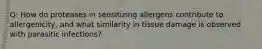 Q: How do proteases in sensitizing allergens contribute to allergenicity, and what similarity in tissue damage is observed with parasitic infections?