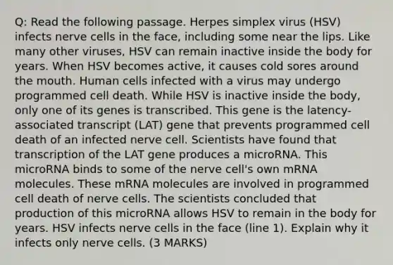 Q: Read the following passage. Herpes simplex virus (HSV) infects nerve cells in the face, including some near the lips. Like many other viruses, HSV can remain inactive inside the body for years. When HSV becomes active, it causes cold sores around <a href='https://www.questionai.com/knowledge/krBoWYDU6j-the-mouth' class='anchor-knowledge'>the mouth</a>. Human cells infected with a virus may undergo programmed cell death. While HSV is inactive inside the body, only one of its genes is transcribed. This gene is the latency-associated transcript (LAT) gene that prevents programmed cell death of an infected nerve cell. Scientists have found that transcription of the LAT gene produces a microRNA. This microRNA binds to some of the nerve cell's own mRNA molecules. These mRNA molecules are involved in programmed cell death of nerve cells. The scientists concluded that production of this microRNA allows HSV to remain in the body for years. HSV infects nerve cells in the face (line 1). Explain why it infects only nerve cells. (3 MARKS)