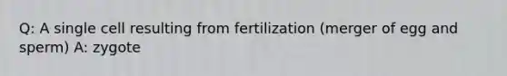 Q: A single cell resulting from fertilization (merger of egg and sperm) A: zygote