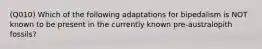 (Q010) Which of the following adaptations for bipedalism is NOT known to be present in the currently known pre-australopith fossils?