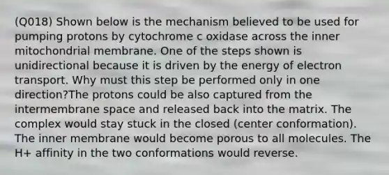 (Q018) Shown below is the mechanism believed to be used for pumping protons by cytochrome c oxidase across the inner mitochondrial membrane. One of the steps shown is unidirectional because it is driven by the energy of electron transport. Why must this step be performed only in one direction?The protons could be also captured from the intermembrane space and released back into the matrix. The complex would stay stuck in the closed (center conformation). The inner membrane would become porous to all molecules. The H+ affinity in the two conformations would reverse.