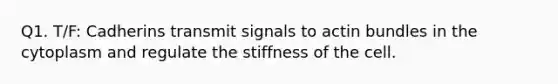 Q1. T/F: Cadherins transmit signals to actin bundles in the cytoplasm and regulate the stiffness of the cell.