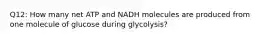 Q12: How many net ATP and NADH molecules are produced from one molecule of glucose during glycolysis?