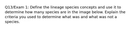 Q13/Exam 1: Define the lineage species concepts and use it to determine how many species are in the image below. Explain the criteria you used to determine what was and what was not a species.