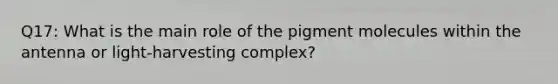 Q17: What is the main role of the pigment molecules within the antenna or light-harvesting complex?