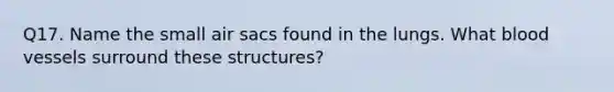 Q17. Name the small air sacs found in the lungs. What blood vessels surround these structures?