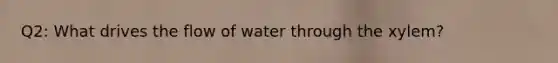 Q2: What drives the flow of water through the xylem?