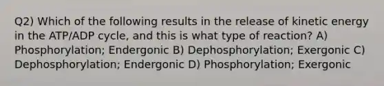 Q2) Which of the following results in the release of kinetic energy in the ATP/ADP cycle, and this is what type of reaction? A) Phosphorylation; Endergonic B) Dephosphorylation; Exergonic C) Dephosphorylation; Endergonic D) Phosphorylation; Exergonic