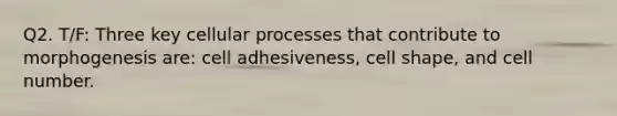 Q2. T/F: Three key cellular processes that contribute to morphogenesis are: cell adhesiveness, cell shape, and cell number.