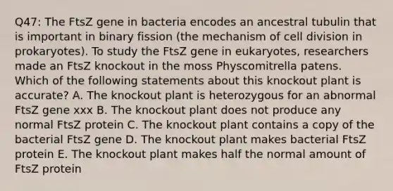 Q47: The FtsZ gene in bacteria encodes an ancestral tubulin that is important in binary fission (the mechanism of cell division in prokaryotes). To study the FtsZ gene in eukaryotes, researchers made an FtsZ knockout in the moss Physcomitrella patens. Which of the following statements about this knockout plant is accurate? A. The knockout plant is heterozygous for an abnormal FtsZ gene xxx B. The knockout plant does not produce any normal FtsZ protein C. The knockout plant contains a copy of the bacterial FtsZ gene D. The knockout plant makes bacterial FtsZ protein E. The knockout plant makes half the normal amount of FtsZ protein