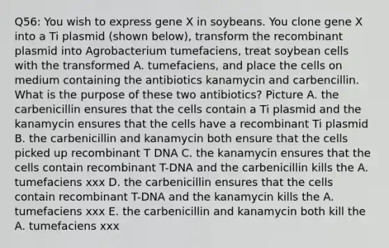 Q56: You wish to express gene X in soybeans. You clone gene X into a Ti plasmid (shown below), transform the recombinant plasmid into Agrobacterium tumefaciens, treat soybean cells with the transformed A. tumefaciens, and place the cells on medium containing the antibiotics kanamycin and carbencillin. What is the purpose of these two antibiotics? Picture A. the carbenicillin ensures that the cells contain a Ti plasmid and the kanamycin ensures that the cells have a recombinant Ti plasmid B. the carbenicillin and kanamycin both ensure that the cells picked up recombinant T DNA C. the kanamycin ensures that the cells contain recombinant T-DNA and the carbenicillin kills the A. tumefaciens xxx D. the carbenicillin ensures that the cells contain recombinant T-DNA and the kanamycin kills the A. tumefaciens xxx E. the carbenicillin and kanamycin both kill the A. tumefaciens xxx