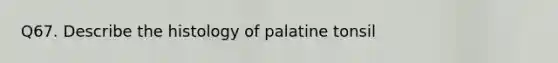 Q67. Describe the histology of palatine tonsil