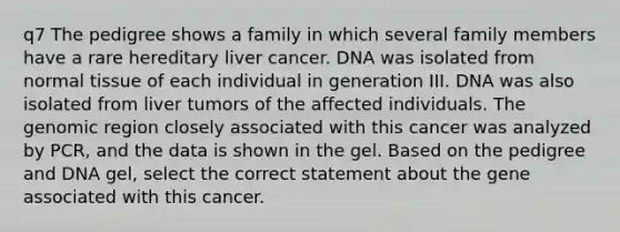 q7 The pedigree shows a family in which several family members have a rare hereditary liver cancer. DNA was isolated from normal tissue of each individual in generation III. DNA was also isolated from liver tumors of the affected individuals. The genomic region closely associated with this cancer was analyzed by PCR, and the data is shown in the gel. Based on the pedigree and DNA gel, select the correct statement about the gene associated with this cancer.