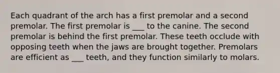 Each quadrant of the arch has a first premolar and a second premolar. The first premolar is ___ to the canine. The second premolar is behind the first premolar. These teeth occlude with opposing teeth when the jaws are brought together. Premolars are efficient as ___ teeth, and they function similarly to molars.