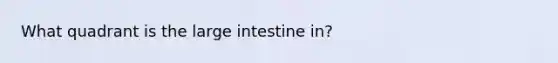 What quadrant is the large intestine in?